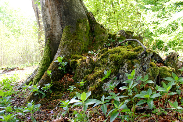 decayed beech tree